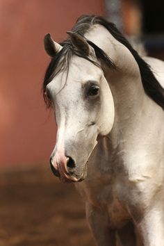 purosangue-arabo-foto-gabriele-boiselle