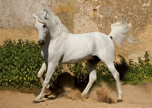 purosangue-arabo-foto-gabriele-boiselle