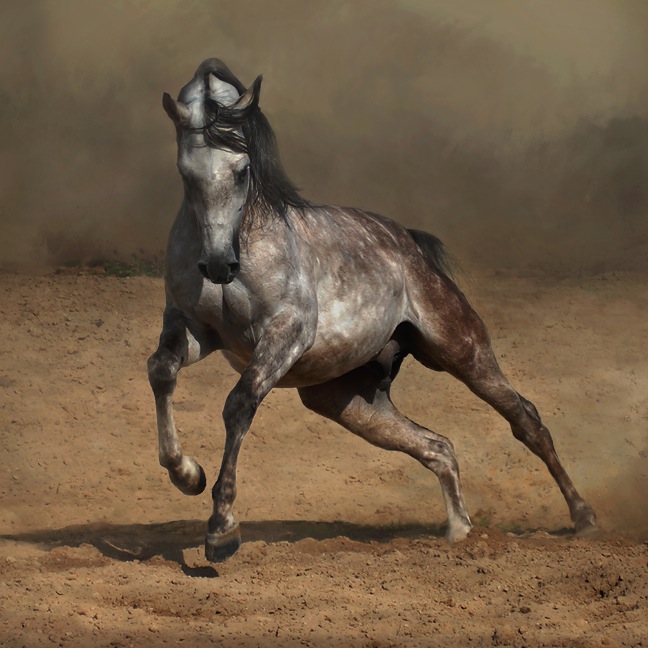 purosangue arabo.jpg