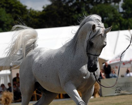 9157364219_f2de0b93ef