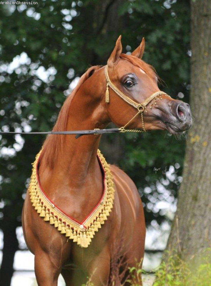 makisa adaggio arabian stallion
