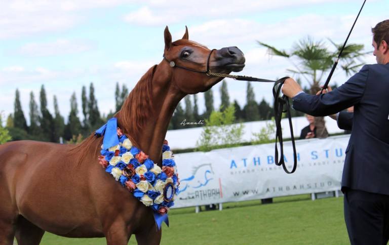 MALENA bronze medal Bronze Medal Yearling Filly AHO World Cup Sorrel Arabian Filly (2016)