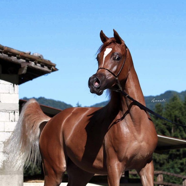MALENA show Sorrel Arabian Filly (2016)
