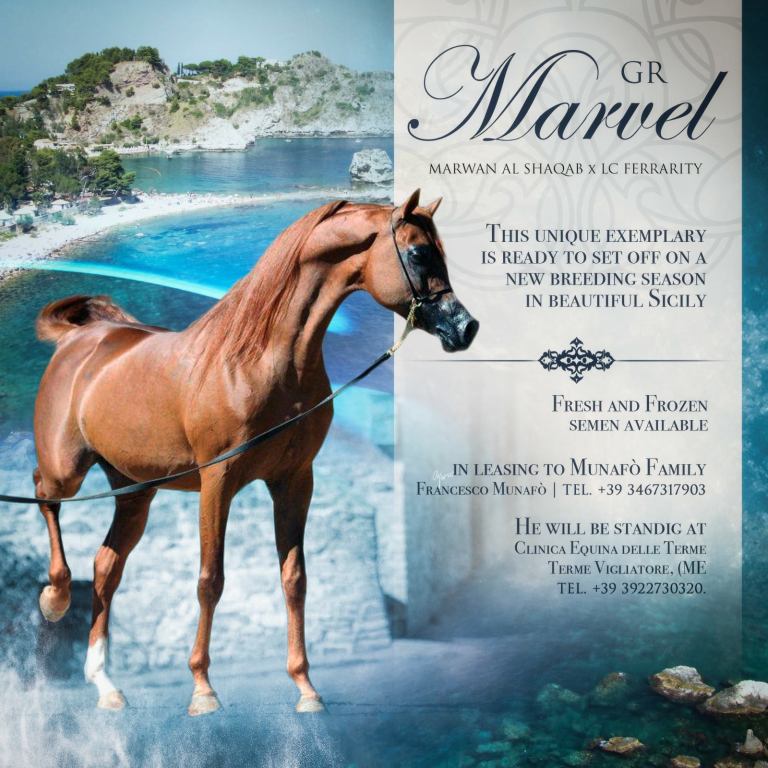 stallone purosangue arabo gr marvel breeding