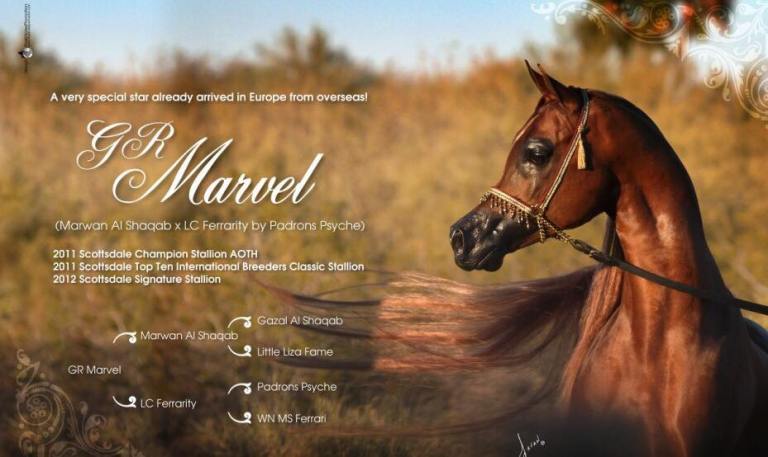 stallone purosangue arabo gr marvel pedigree