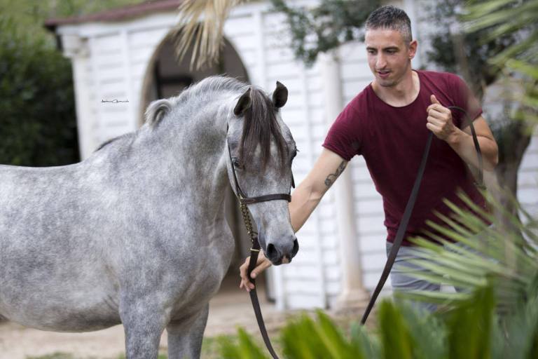 ANTALE puosangue arabo femmina morfologia antonio fontana