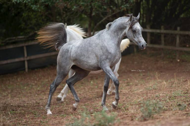 ANTALE puosangue arabo femmina morfologia