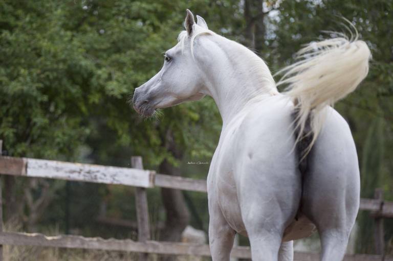 FER DULCINEA puosangue arabo femmina morfologia posteriori