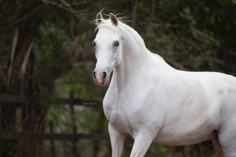 FER DULCINEA puosangue sinistra femmina morfologia arabo