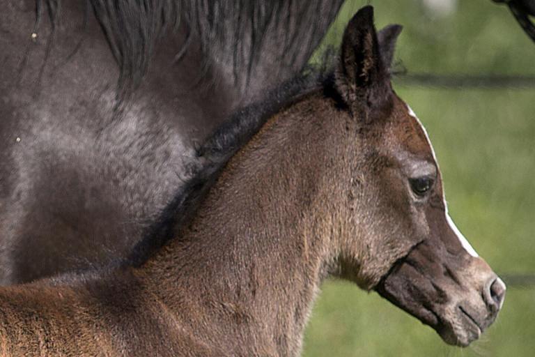 43226065_736808946655400_8151670876371156992_n